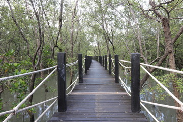 .Wood bridge in mangrove forest