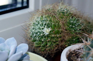 Mammillaria decipiens cactus blooming on window sill