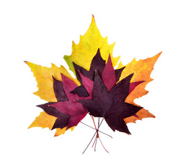 Colorful autumn leaves on an isolated white background