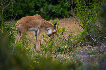 Naklejka na ściany i meble Cute baby Bontebok antelope calf scratches its head on a bush in the Cape Point Nature Reserve, South Africa 