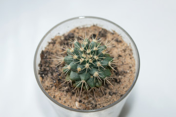 Close up of potted cactus Mammillaria karwinskiana subsp. beiselii