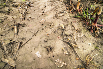 Paw print of roe deer in arable field