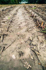 Paw print of roe deer in arable field