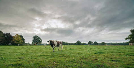 Naklejka na ściany i meble Cow in meadow under cloudy sky