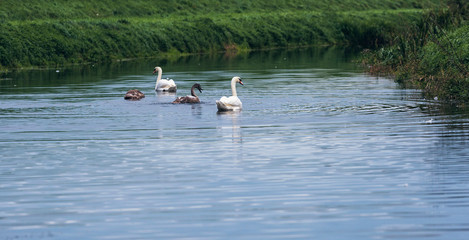Two mute swans (Cygnus olor) with youngsters in river