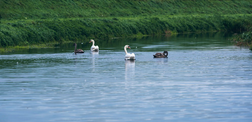 Fototapeta na wymiar Two mute swans (Cygnus olor) with youngsters in river