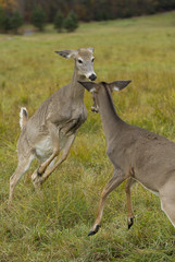 White-tailed deer fighting in an autumn meadow
