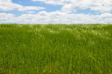 Obraz premium Field of young green wheat