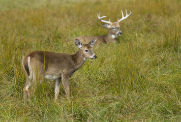Naklejka na ściany i meble White-tailed deer family in an autumn meadow