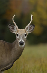 Young white-tailed deer buck closeup in an autumn meadow