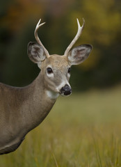Naklejka na ściany i meble Young white-tailed deer buck closeup in an autumn meadow