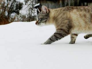 cat