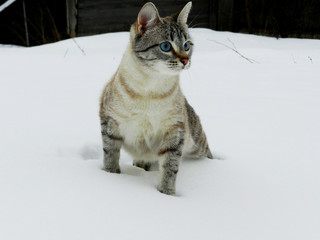 cat