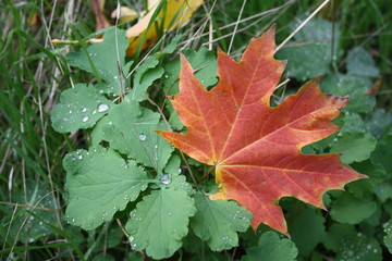 Leaves celandine covered with dew and red maple leaf