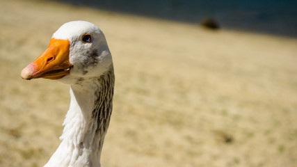weiße Gans am Strand © Tanja Moosmann