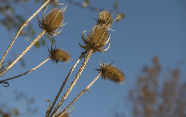 thorn bushes close up