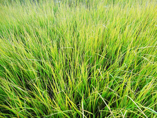 grass