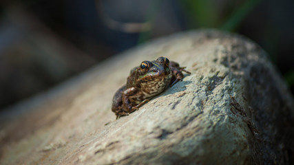Frosch auf Stein
