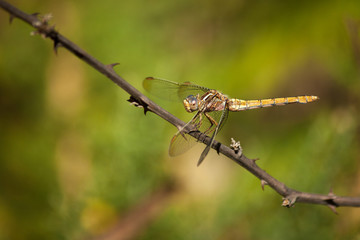 Libelle an einem Bachlauf