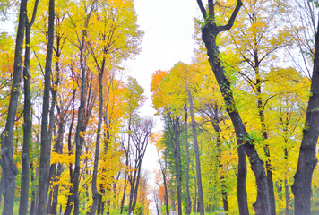 Park at autumn.