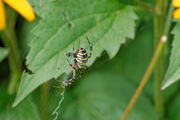 Wasp spider with prey