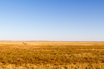 Fototapeta premium steppe and clear blue sky summer is hotter
