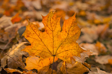 Naklejka na ściany i meble Yellow maple leaf in an autumn forest against a setting sun. Beautiful maple leaf on the sun against fall blurred background.