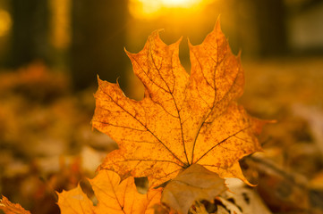 Yellow maple leaf in an autumn forest against a setting sun. Beautiful maple leaf on the sun  against fall blurred background.
