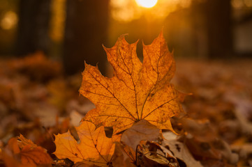 Naklejka na ściany i meble Yellow maple leaf in an autumn forest against a setting sun. Beautiful maple leaf on the sun against fall blurred background.