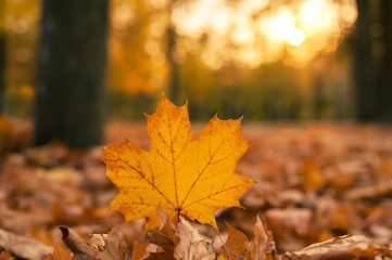 Yellow maple leaf in an autumn forest against a setting sun. Beautiful maple leaf on the sun  against fall blurred background.