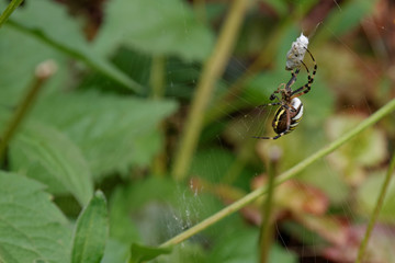 Wasp spider with prey