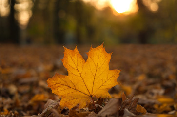Yellow maple leaf in an autumn forest against a setting sun. Beautiful maple leaf on the sun  against fall blurred background.