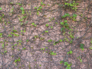 vine creeper on external wall - italian style background texture