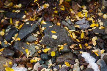 Beautiful brown pattern of fallen leaves in autumn in Norway.