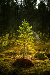 A beautiful autumn landscape of a central Norwegian forest in Femundsmarka National Park.