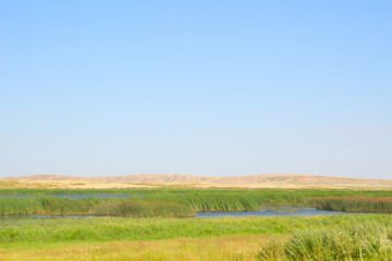 Fototapeta premium green summer bright steppe. the sky is clear. with the river