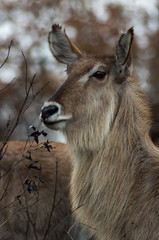 Portrait of face of waterbuck cow with winter fur and erect ears