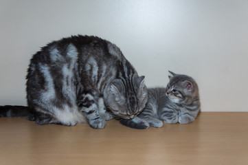 Obraz premium British kitten sits on a shelf