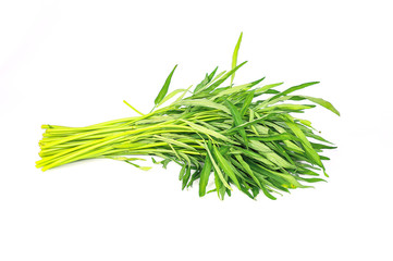 fresh Chinese morning glory