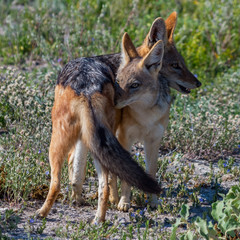 Black-backed jackal pair in intimate pose
