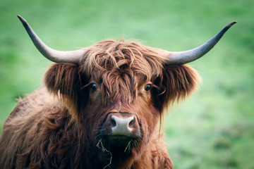 Highland Cattle - obrazy, fototapety, plakaty