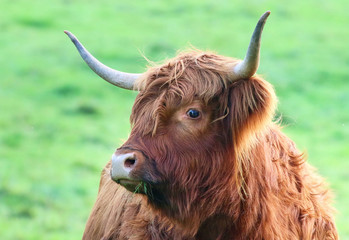 Highland Cattle