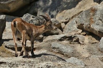 Ibex fight in the rocky mountain area. Wild animals in capitivity. Nature looking habitat in the zoo. Two males fighting for females.