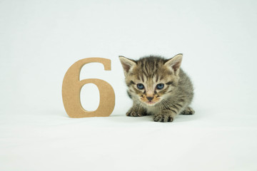6と子猫