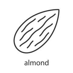 Almond linear icon