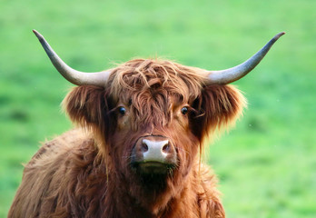 Highland Cattle