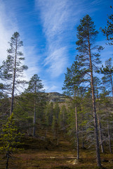 A beautiful forest on a hillside. Autumn wood scenery in the Norwegian mountains. Colorful forest landscape in north.