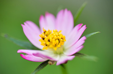 Obraz premium Pink Flower Blossom