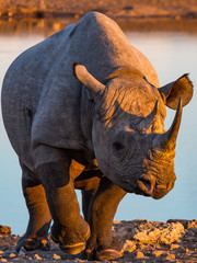 Front view of black rhinoceros leaving water with magnificent horn
