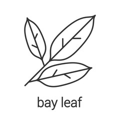 Bay leaves linear icon